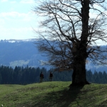 Traseu de Hiking in zona Tarcau-Brates, Vf Batca Rachitei