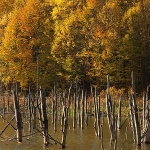 Toamna la Lacul Cuejdel