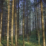 Marcaje turistice în Parcul Natural Vânători Neamţ