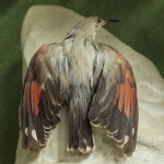 Colecṭia de păsări împăiate a Muzeului de Ştiinṭe Naturale din Piatra Neamṭ