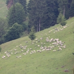 Stâni turistice în Neamț