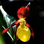 Orhidee din Masivul Ceahlău
