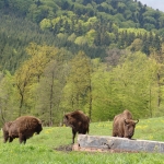 Descoperă frumusețile Parcului Natural Vânători Neamț