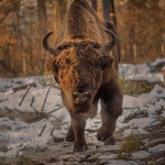 Bison Safari sau pe urmele zimbrului în Parcul Natural Vânători Neamț