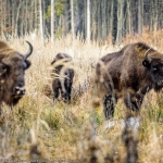 Ţinutul Zimbrului din Neamț, descoperit de pasionații de fotografie