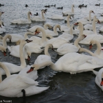 Iarna pe lacul lebedelor – Pângăraţi