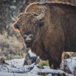 Ecoturism în Neamț – Ținutul Zimbrului