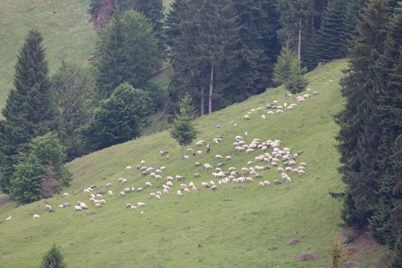 Touristic sheepfolds in Neamt