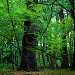 rezervatii-naturale-parc-vanatori