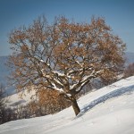 lacul-batca-doamnei-iarna