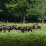 Parcul Natural Vânători - ținutul zimbrului