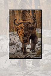 Bisons in Vânători-Neamţ Natural Park