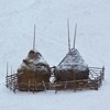 Cheile Bicajelului iarna