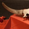 Expozitie de mamifere preistorice in Piatra Neamt