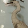 Expozitia de pasari de la Muzeul de Stiinte Naturale din Piatra Neamt