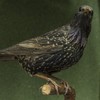 Expozitia de pasari de la Muzeul de Stiinte Naturale din Piatra Neamt
