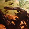 Expozitie reptile