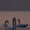 Lbede lacul Pangarati 2011