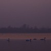 Lbede lacul Pangarati 2011