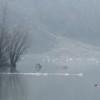 Lebede pe Lacul Pangarati 2014