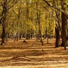 Toamna in rezervatia de stejari Dumbrava 2012