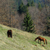 Traseu Montan Tarcau-Brates Vf Batca Rachitei