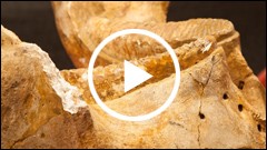 Expozitie mamifere preistorice in Piatra Neamt